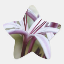 Lily Star Sticker