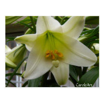 "Lily White" Post Cards
