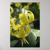 Lime Kondo Yellow, (Erythronium) flowers Poster