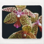 Lime Willowbrook (Phalaenopsis) flowers Mousepad