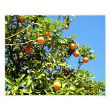 Limones Photo