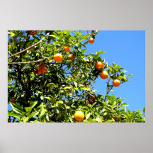 Limones Print