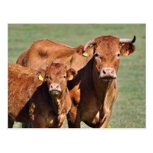 Limousin cow and calf postcards