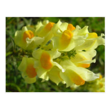 Linaire vulgaire post card