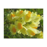 Linaire vulgaire post card