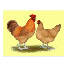 Lincolnshire Buff Chickens Postcards