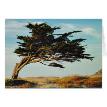 Linda Mar Cypress Cards