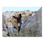 Lindos Donkey Postcards