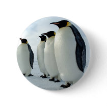 Lined up Emperor Penguins Pin