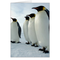 Lined up Emperor Penguins Greeting Card