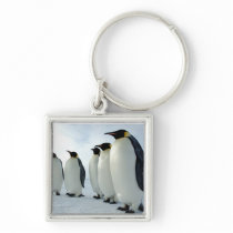 Lined up Emperor Penguins Keychain
