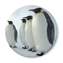 Lined up Emperor Penguins Refrigerator Magnet