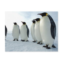Lined up Emperor Penguins Post Card