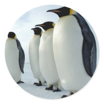 Lined up Emperor Penguins Stickers