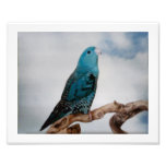 Lineolated Parakeet Photograph
