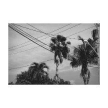 Lines and Palms Stretched Canvas Print
