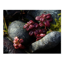 Lingonberry Leaves - Autumn Colours, Unalaska Isla Postcard