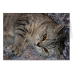 Linnea Cat quote card cards
