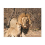 Lion and Lion Cub Postcard