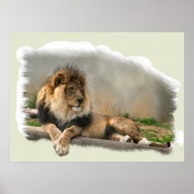Lion At Rest Lion Lovers Art Print