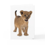 Lion Baby Card