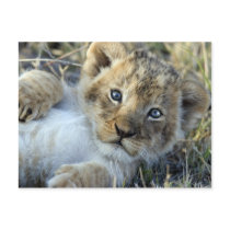 Lion Baby Postkarte