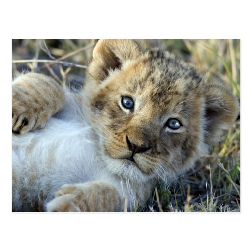 Lion Baby Postkarte