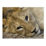 Lion Baby Postkarten