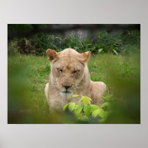 Lion Beauty Posters