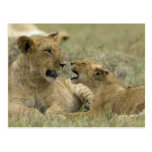 Lion Brothers Postkarten