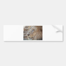 Lion Bumper Stickers