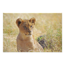 Lion Cub 1 Photo
