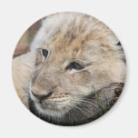 Lion Cub Fridge Magnets