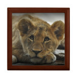 Lion Cub Gift Box