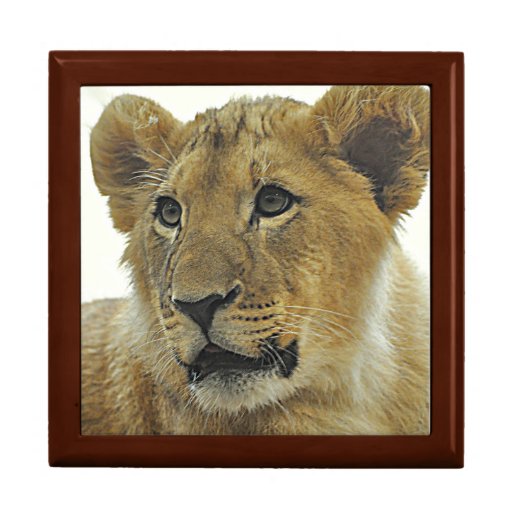 Lion Cub Gift Box