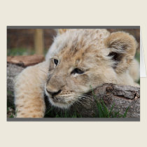 Lion Cub cards