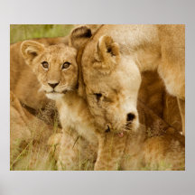 Lion Cub & Mother Posters