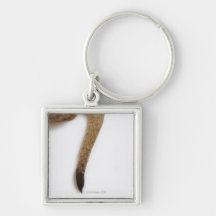 Lion cub (Panthera leo) against white Keychains