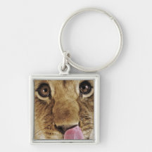 Lion cub (Panthera leo) licking nose, close-up Key Chains