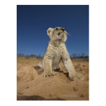 Lion Cub (Panthera Leo) sitting on sand, Namibia Post Card