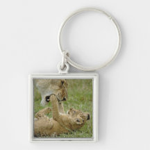 Lion cub playing with female lion, Masai Mara Keychain