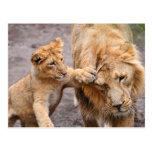 Lion Cub Playing with his Parent Postcards