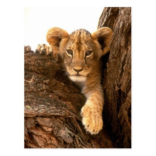 Lion Cub Post Card