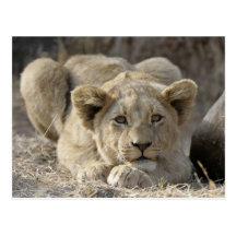 Lion cub post cards