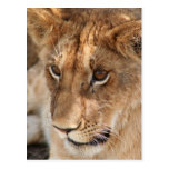 Lion Cub Postcards