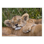 Lion Cub Siesta Cards
