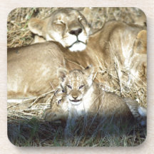 Lion Cubs and Lioness on Safari in Botswana Drink Coasters