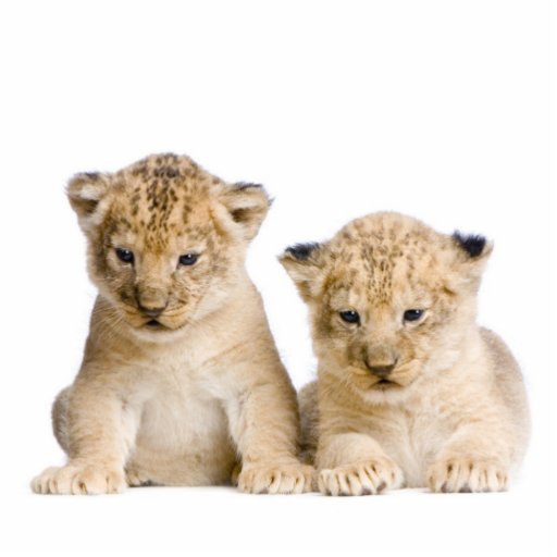 Lion Cubs Key Chain Cut Outs