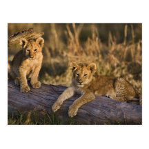 Lion cubs on log, Panthera leo, Masai Mara, 3 Post Card