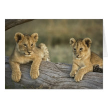 Lion cubs on log, Panthera leo, Masai Mara, Card